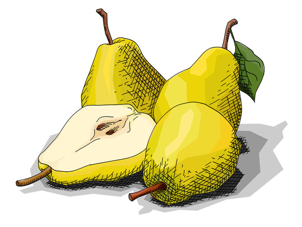 Illustrazione vettoriale grafica schizzo di disegno frutta pere gialle con metà
. - Vettoriali, immagini
