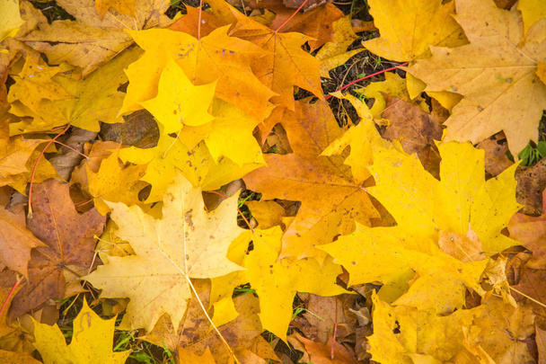 Krásný podzimní vzor padlé maple Tree listy. Žluté listy na zem. Riga, Lotyšsko. - Fotografie, Obrázek