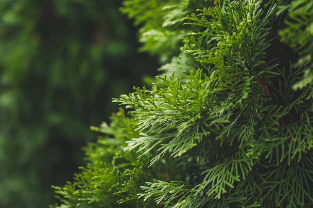 Evergreen juniper. Bright hedge - Photo, Image