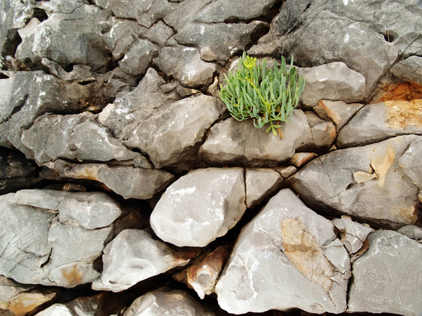plant groeit van rotsachtige klip - Foto, afbeelding