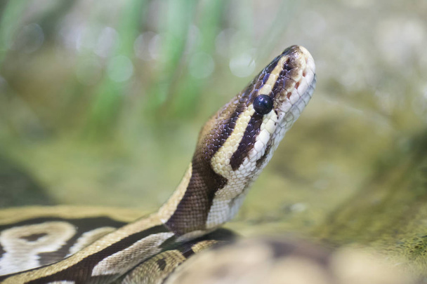 Beautiful Reticulated Python resting on a branch - Фото, зображення