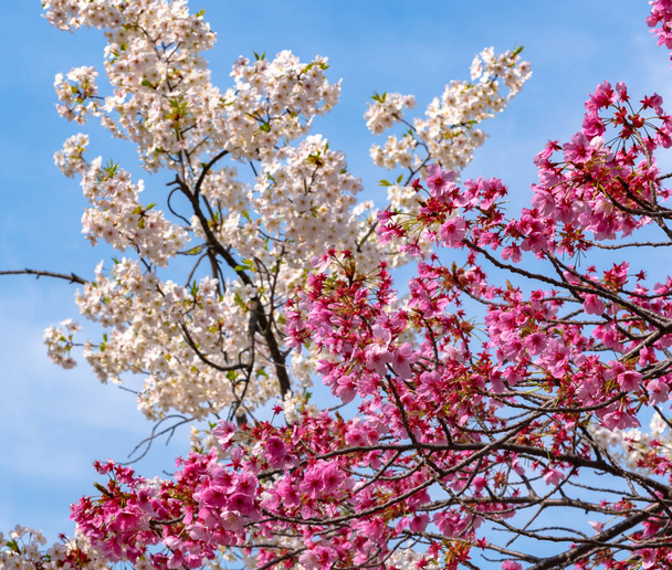 Sakura Cherry blossom v jarní sezóně v Tokiu, Japonsko. - Fotografie, Obrázek