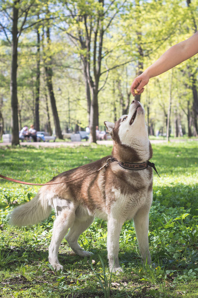 Portrait of a siberian husky dog in the park looking up at the hand with something delicious. Dog training in the park - Fotó, kép