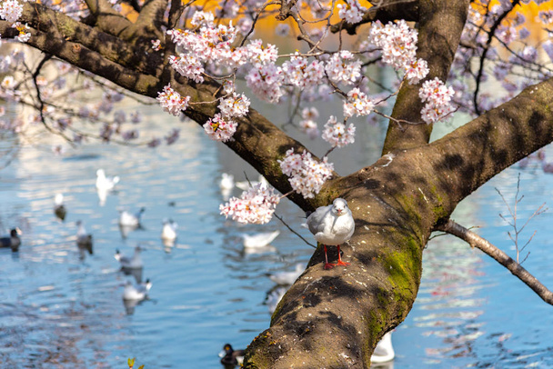 La gaviota de cabeza negra (Chroicocephalus ridibundus) y la flor de cerezo en primavera
 - Foto, Imagen