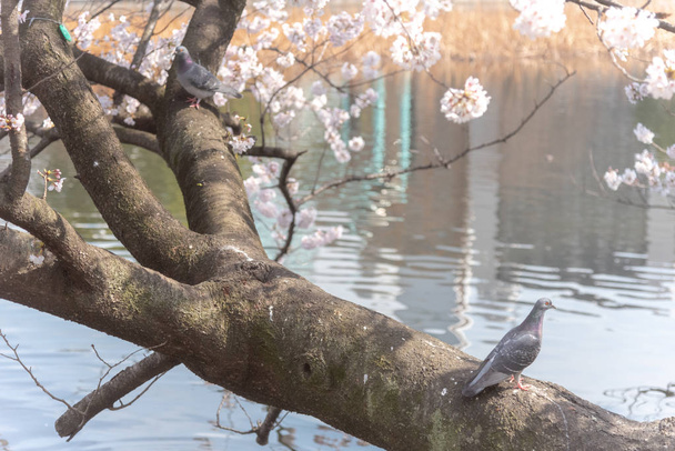 Pigeon and cherry blossom in spring season around Ueno park at Tokyo, Japan. - Photo, Image