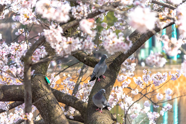 Tauben- und Kirschblüte im Frühling rund um den Ueno Park in Tokio, Japan. - Foto, Bild