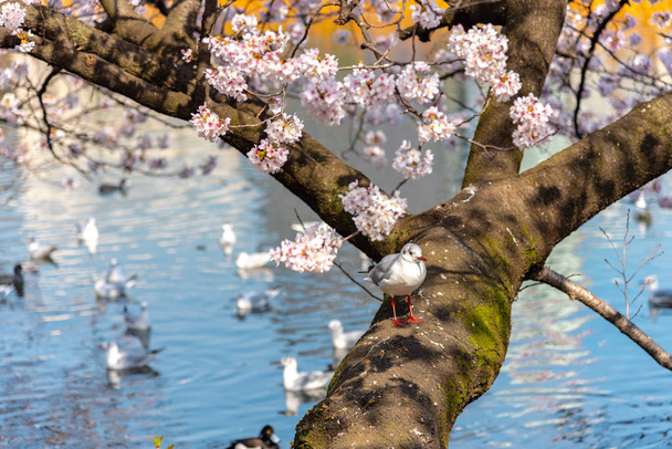 A gaivota-de-cabeça-preta (Chroicocephalus ridibundus) e a flor de cereja na estação de primavera
 - Foto, Imagem