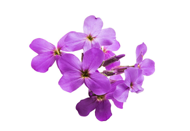 piccoli fiori lilla isolati su sfondo bianco
 - Foto, immagini