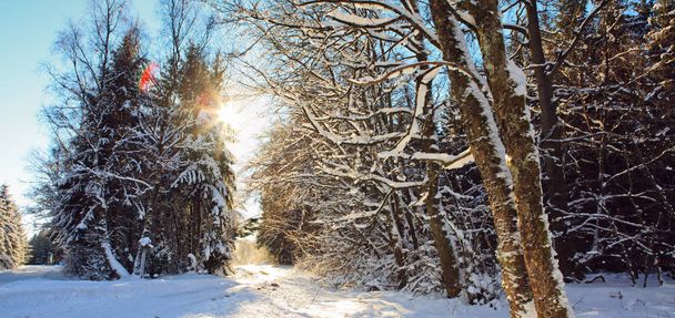 Zachód słońca w zimowym lesie. Zimą drzewa w lesie niemiecki . - Zdjęcie, obraz