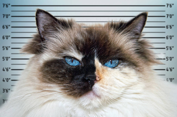 Блакитні очі шикуються кота білий і чорний ragdoll портрет поліції mugshot - Фото, зображення