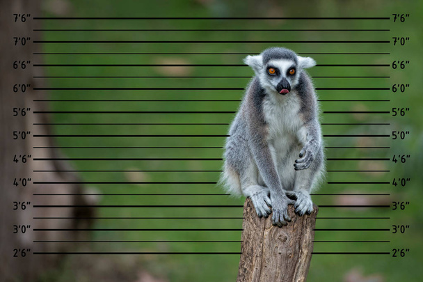 prise de vue rapprochée d'un singe lémurien présumé portrait
 - Photo, image