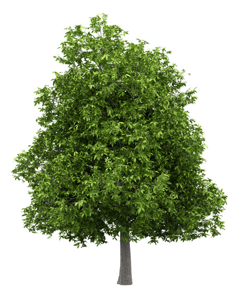 albero di avocado isolato su sfondo bianco. Illustrazione 3d
 - Foto, immagini