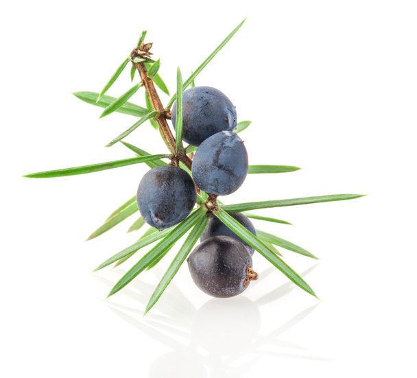 Juniper twig with berries isolated on white background - Photo, Image
