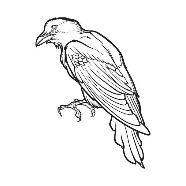 Black Raven sitting. Accurate line drawing isolated on white background. Halloween design element. - Vector, Image