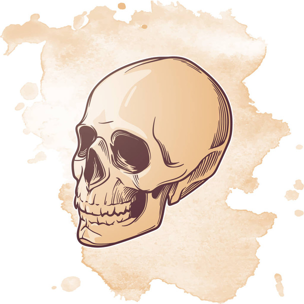 人間の頭蓋骨の手描き。ツリーの四分の一の角。白い背景の分離された黒い線形図面. - ベクター画像