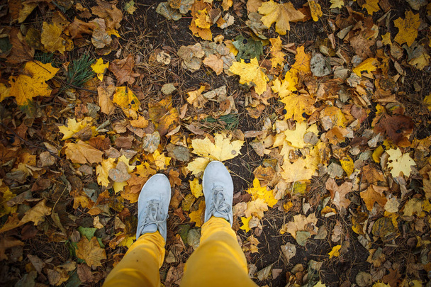 Golden autumn, yellow trees in sunlight, leaves underfoot. Walk through the fabulous autumn forest, Cycling through the yellow forest and the Golden alley - Fotografie, Obrázek
