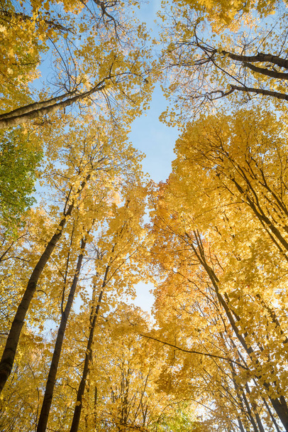 trees with yellow foliage in the autumn forest in the evening - 写真・画像