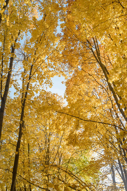 trees with yellow foliage in the autumn forest in the evening - Photo, image