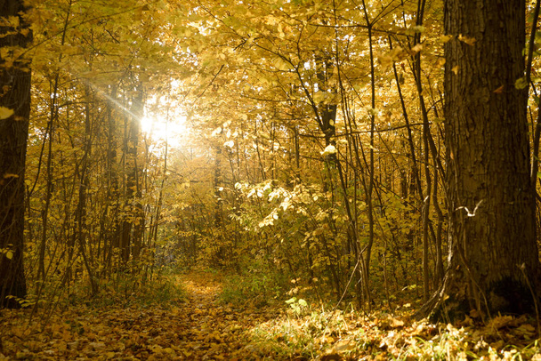 trees with yellow foliage in the autumn forest in the evening - Fotoğraf, Görsel