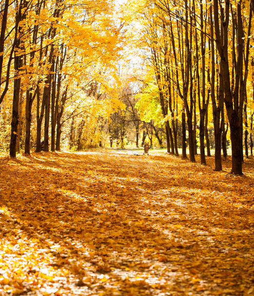 Colorido y nebuloso parque de otoño
 - Foto, imagen