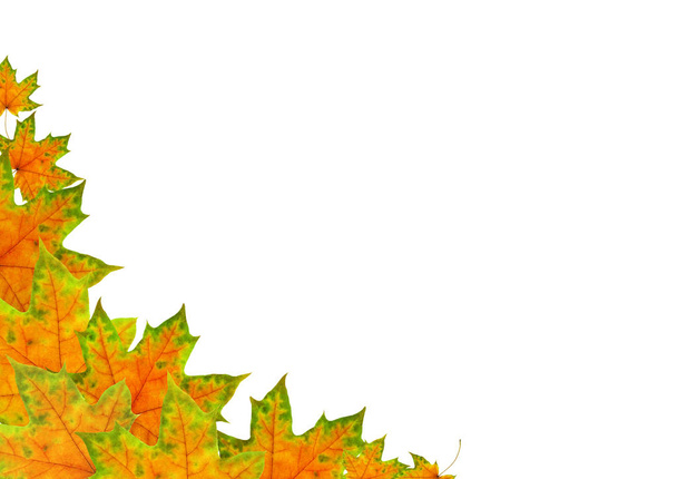 İzole üzerinde beyaz arka plan, kapak sitenin veya facebook sayfası, şablon web sitesi / güzel sonbahar akçaağaç yaprakları  - Fotoğraf, Görsel