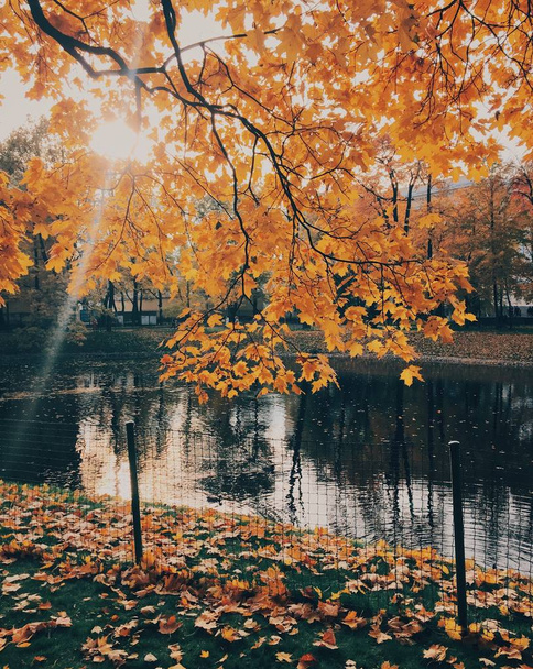 Landschap van prachtige rivier en de boom met gele bladeren, de zon schijnt op heldere hemel. Herfst en natuur concept. Prachtige landschap op platteland - Foto, afbeelding
