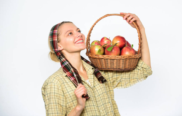 Nainen viljelijä puutarhuri tietää, miten kokki monia reseptejä omenoita. Kokki resepti käsite. Nainen kyläläinen kuljettaa kori luonnollisia hedelmiä. Nainen puutarhuri maalaismainen tyyli pidä kori omenat valkoisella pohjalla
. - Valokuva, kuva