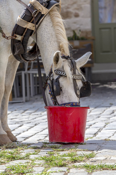 Portrét krásné, šedá koně v postroji, který pije vodu z kbelíku detail za slunečného dne. - Fotografie, Obrázek