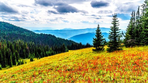 ブリティッシュ コロンビア州、カナダのシュスワップ ハイランドのサンピークスの村近くの山の Tod の秋の色でお花畑をハイキング.  - 写真・画像