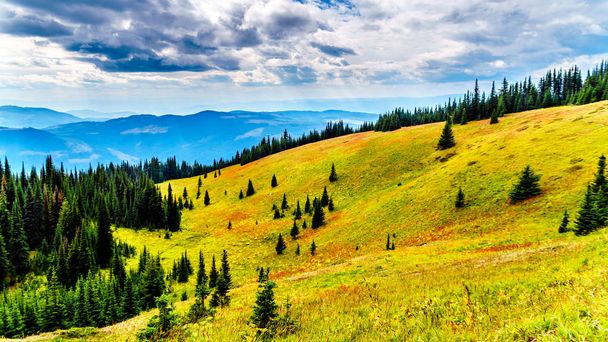 Пешие прогулки по альпийским лугам в осенних цветах на горе Тод возле деревни Сан Пикс в горах Шусуп Британской Колумбии, Канада
.  - Фото, изображение