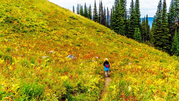 Vaellus läpi alppiniittyjen syksyn väreissä Tod Mountainilla lähellä Sun Peaksin kylää Shuswap Highlandsissa Brittiläisessä Kolumbiassa, Kanadassa
.  - Valokuva, kuva
