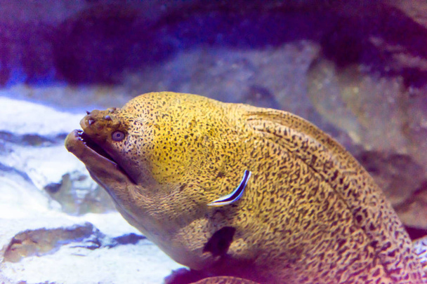 Moray Eel o Muraenidae en un acuario submarino en Singapur
 - Foto, Imagen
