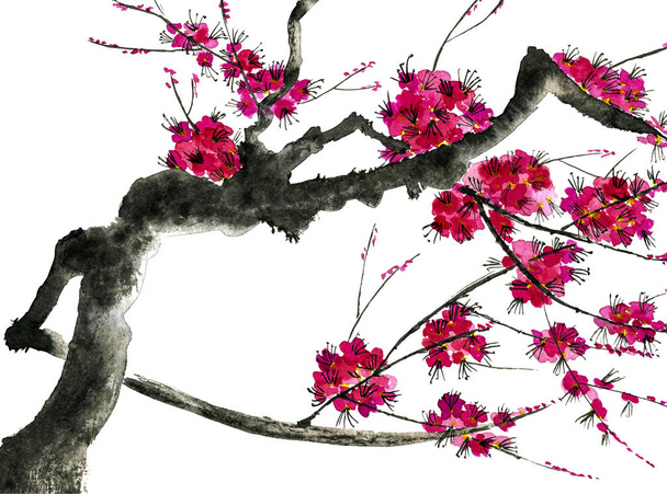 A branch of a blossoming tree. Pink flowers of sakura . Watercolor and ink illustration in style sumi-e, u-sin. Oriental traditional painting.  Isolated on white background. - 写真・画像