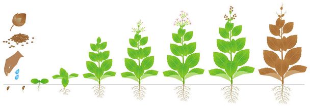 白い背景に分離されたタバコ植物の成長のサイクル. - ベクター画像