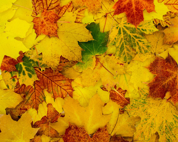 bellissimo sfondo autunnale di foglie in colori vivaci
 - Foto, immagini