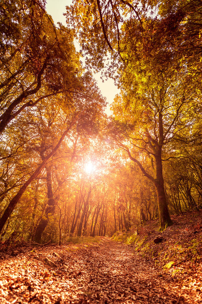 Kaunis auringonlasku polulla tammimetsän sisällä syksyllä, auringon säteiden suodattaessa oksien läpi
. - Valokuva, kuva