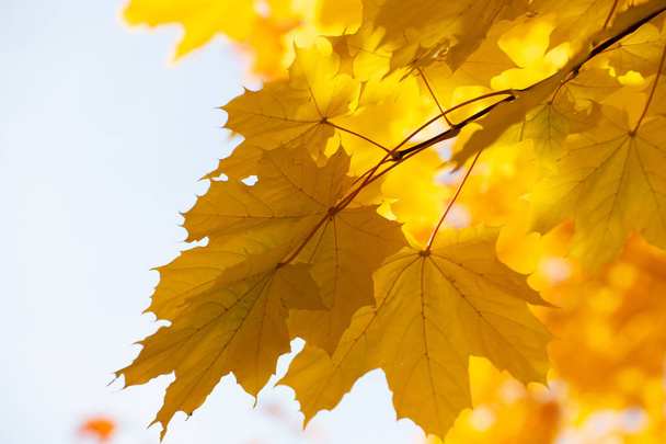 Yellow maple leaves. The sun's rays through the yellow leaves. Bright yellow background. - Valokuva, kuva
