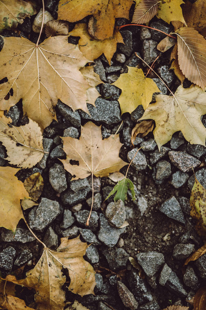 The yellow leaves and stones on the ground in autumn - Φωτογραφία, εικόνα