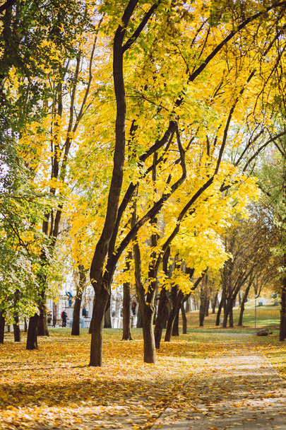 Hojas coloridas en el otoño en el parque
 - Foto, imagen