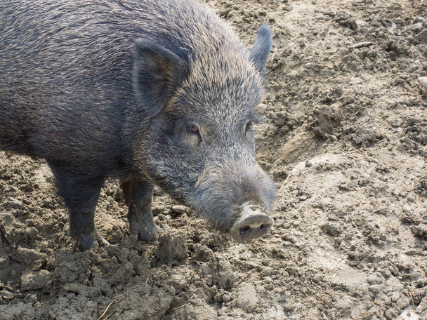 動物園の砂の上に横たわる豚 ロイヤリティフリー写真 画像素材