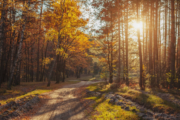 Luz solar na floresta de outono. Bela paisagem outono
 - Foto, Imagem