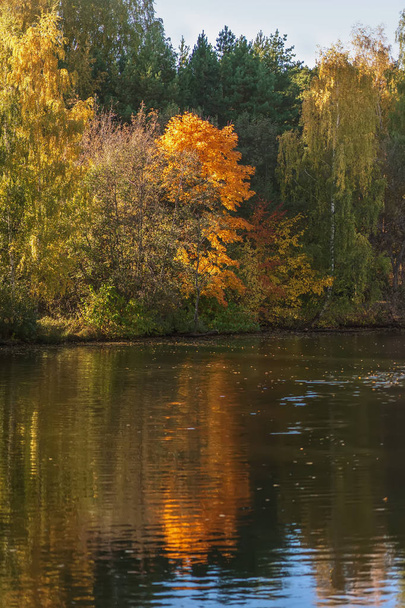 Herfst landschap, kleurrijke, levendige gebladerte van bomen, zonnige dag. Reflectie van licht bos in water - Foto, afbeelding
