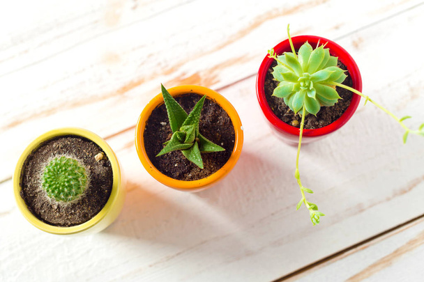 Potted succulent plants on white wooden background  - Photo, image