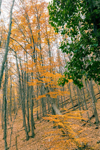Autumn nature landscape trees in a forest - Foto, Imagen