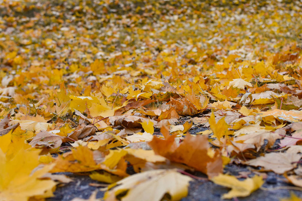 Feuilles d'érable jaune tombées sur un terrain de parc, saison automnale, gros plan
 - Photo, image