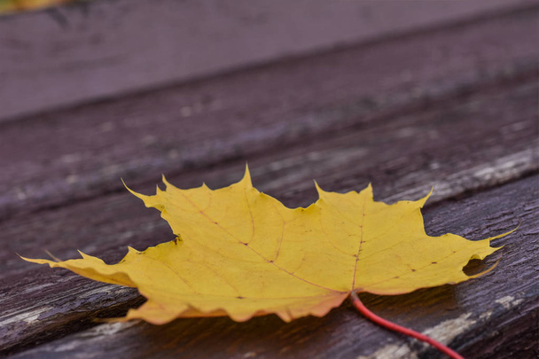 Fallen yellow maple leaf on a park bench, autumn season, close-up - Photo, image