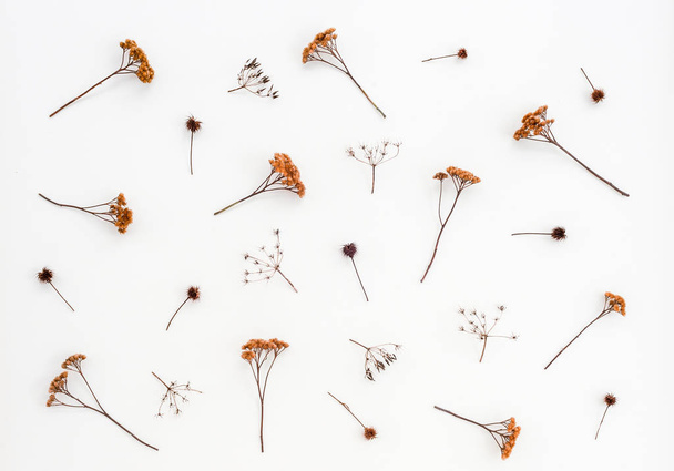 Dry thistles and umbrella plants on white canvas background. Autumn herbs. - Photo, Image