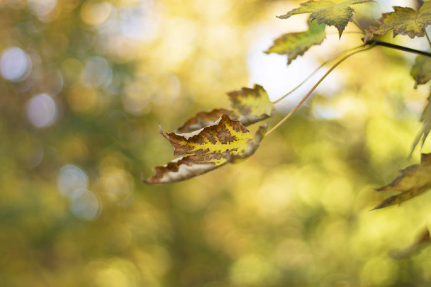 Осень и падение листьев
 - Фото, изображение