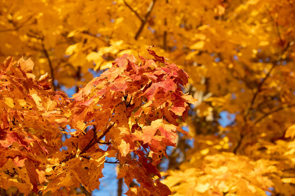 hojas de otoño fondo - Foto, Imagen
