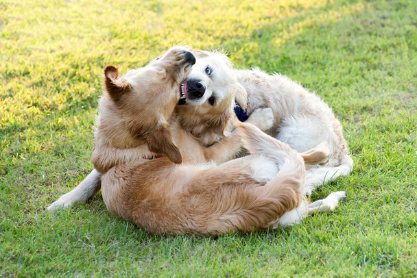 Two Golden Retriever dogs aggressively playing together and biting each other, laying on green lawn in park, viewed in close-up from high angle - Photo, Image